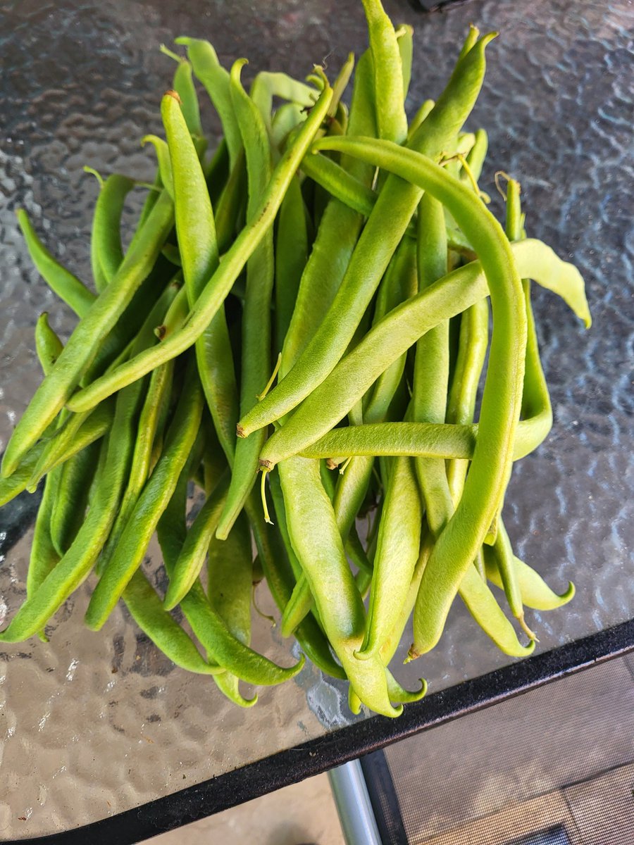 Late flurry from the runner beans in the garden, only picked on Friday and got this lot again this morning . Am turning into Percy Thrower which is deeply concerning 🤔😁