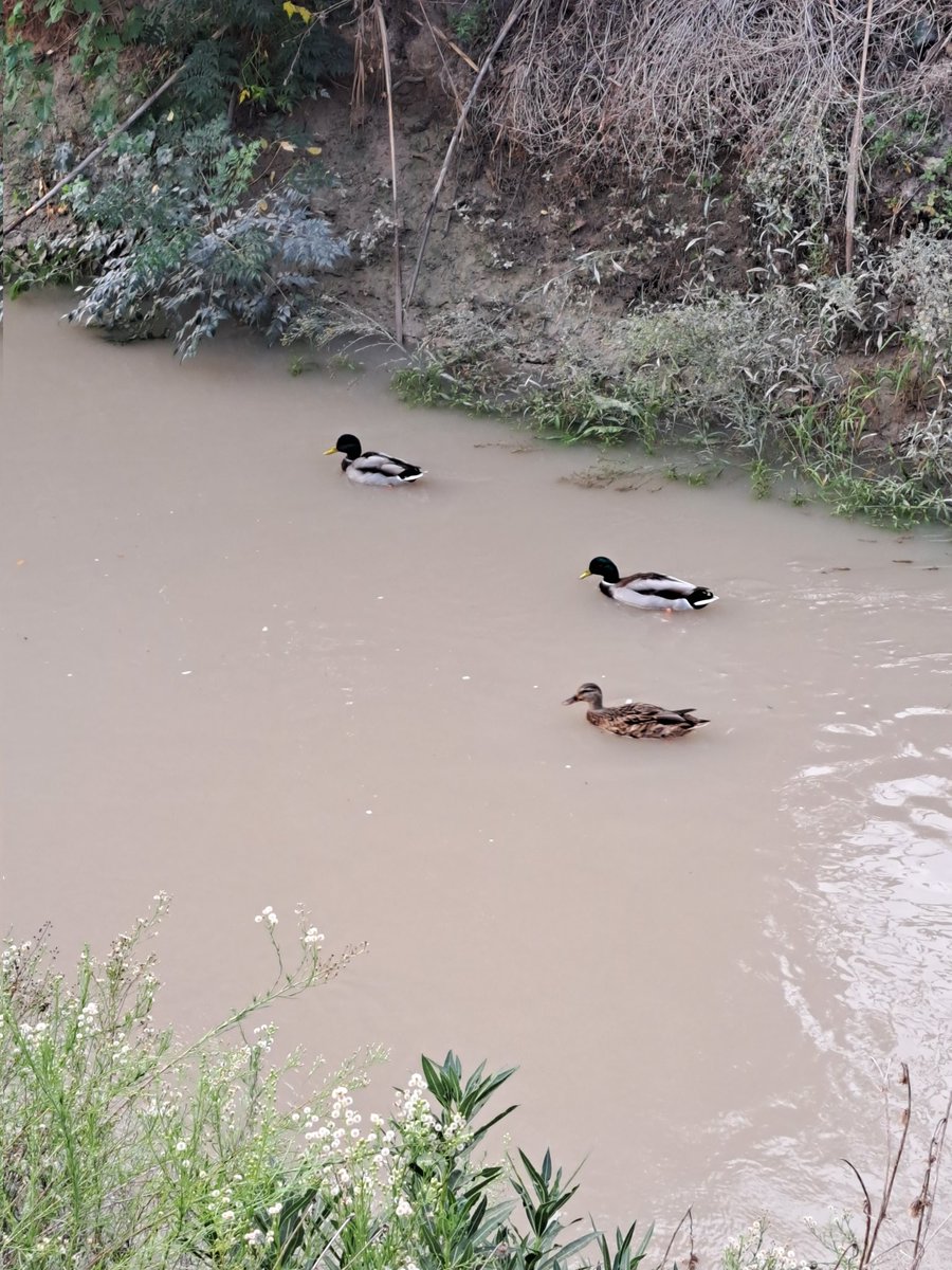 Yo_Pac0's tweet photo. La Huerta de Murcia es un tesoro. https://t.co/ocT37hvfeY