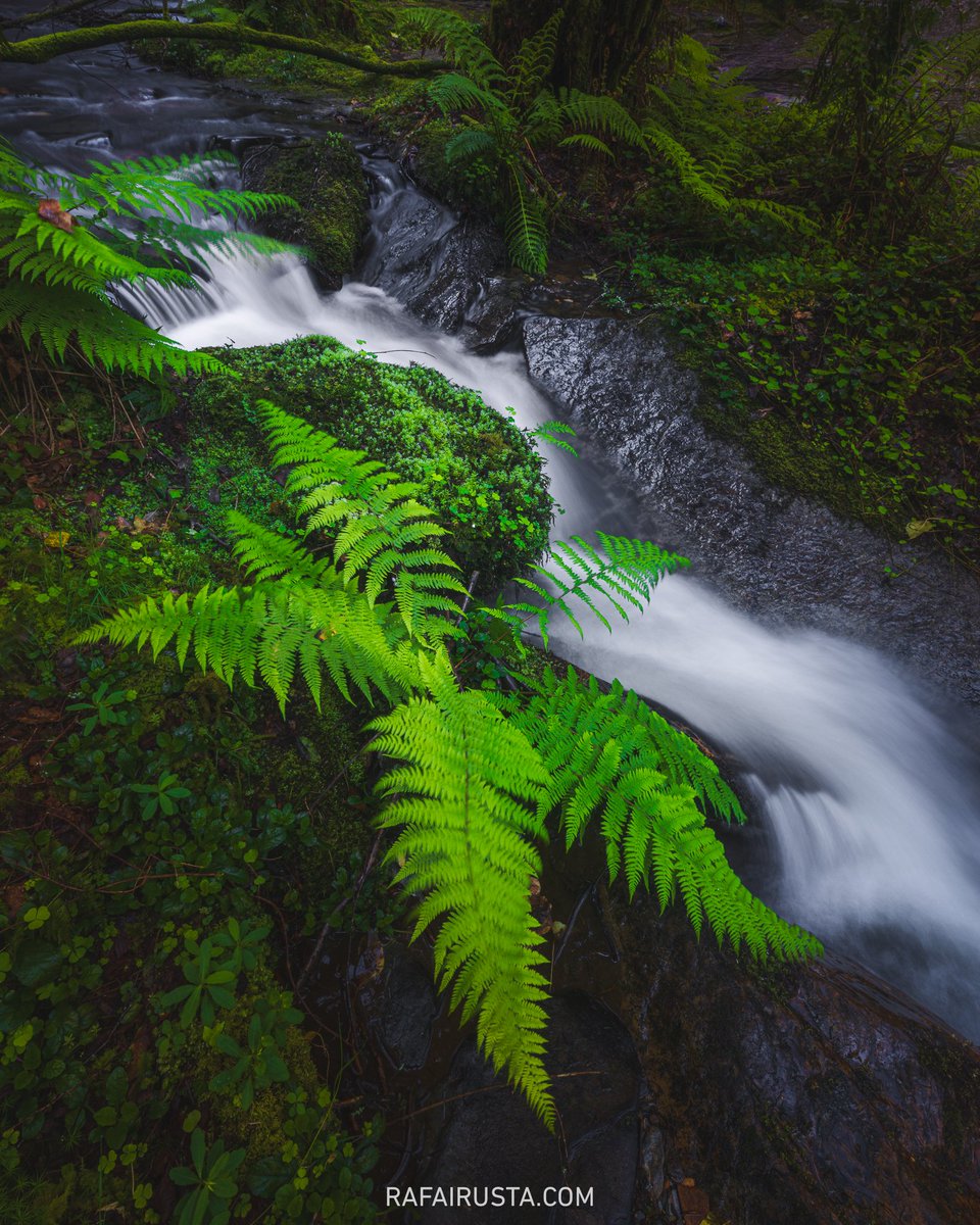 RafaIrusta's tweet photo. HELECHOS
Una de las imágenes del Taller Cascadas de #Lugo de la pasada primavera. Volveremos en 2026.
#Canon 5D Mark IV, 16-35mm f/2.8L III
#NiSi Polarizador 
#FotoDePaisaje #TalleresRafaIrusta #aprendefotografia #fotografiadepaisaje https://t.co/jdCZ3i0cqg