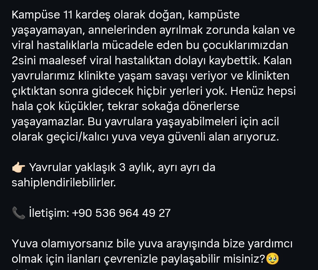 Merhaba bu bebeklere yuva arıyoruz 
Yuva arayan diğer hayvanlarımız için hesaba bakabilirsiniz
Lütfen rtleyip yayabilir misiniz
Son görselde iletişim no yer alıyor
instagram.com/p/DOtcTmXiKVb/…