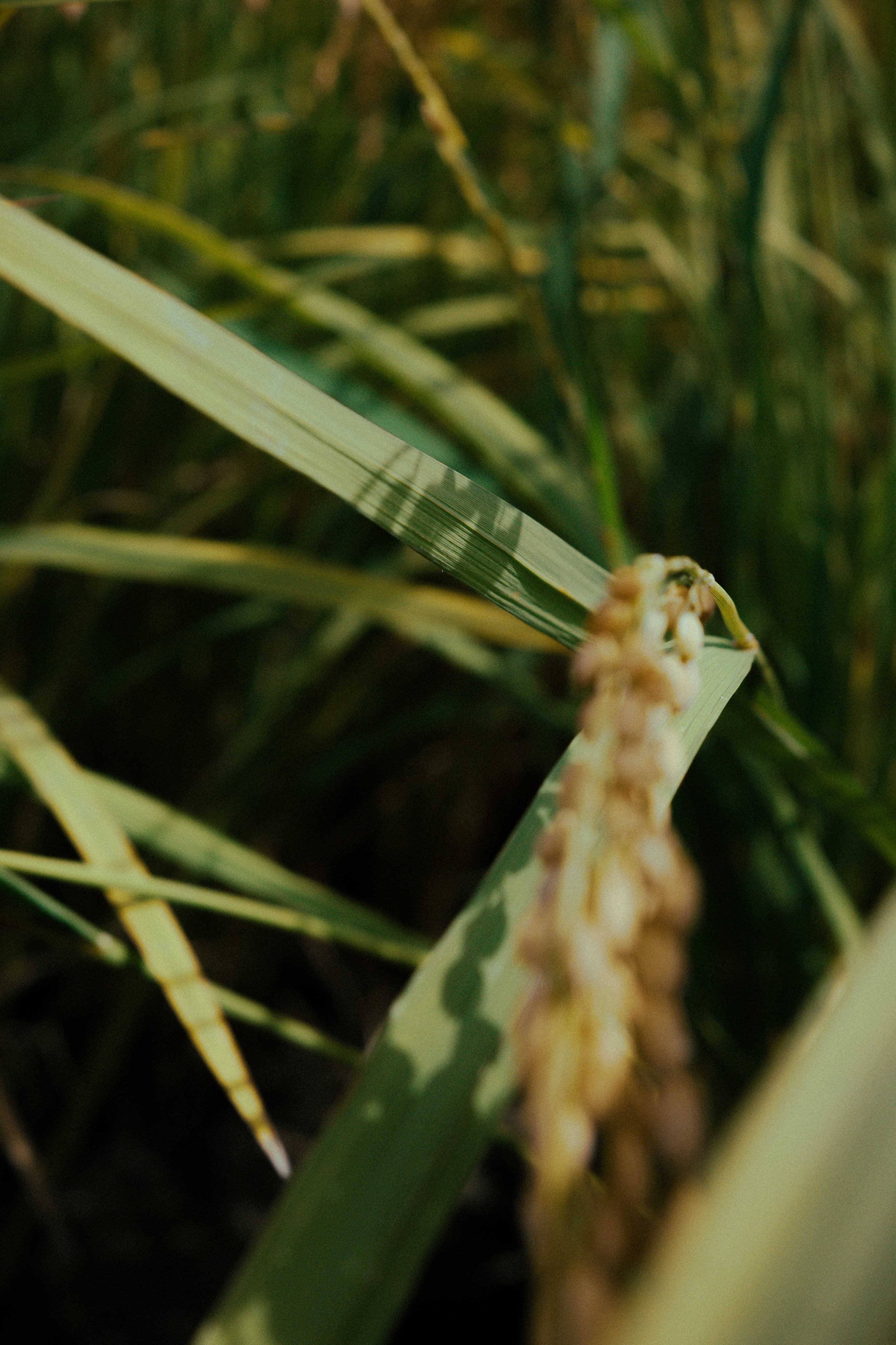 小豆 azuki (@79mg_photo) / X