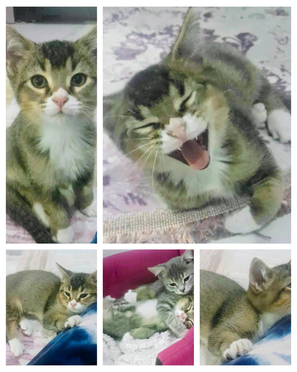 3 aylik erkek kedi anne blue point tuvalet eğitimi tamam çok akıllı ve tatlı bir kedi ankara altindag besikkayada ücretsiz sahiplendirecek ❣️ 0543 585 26 30