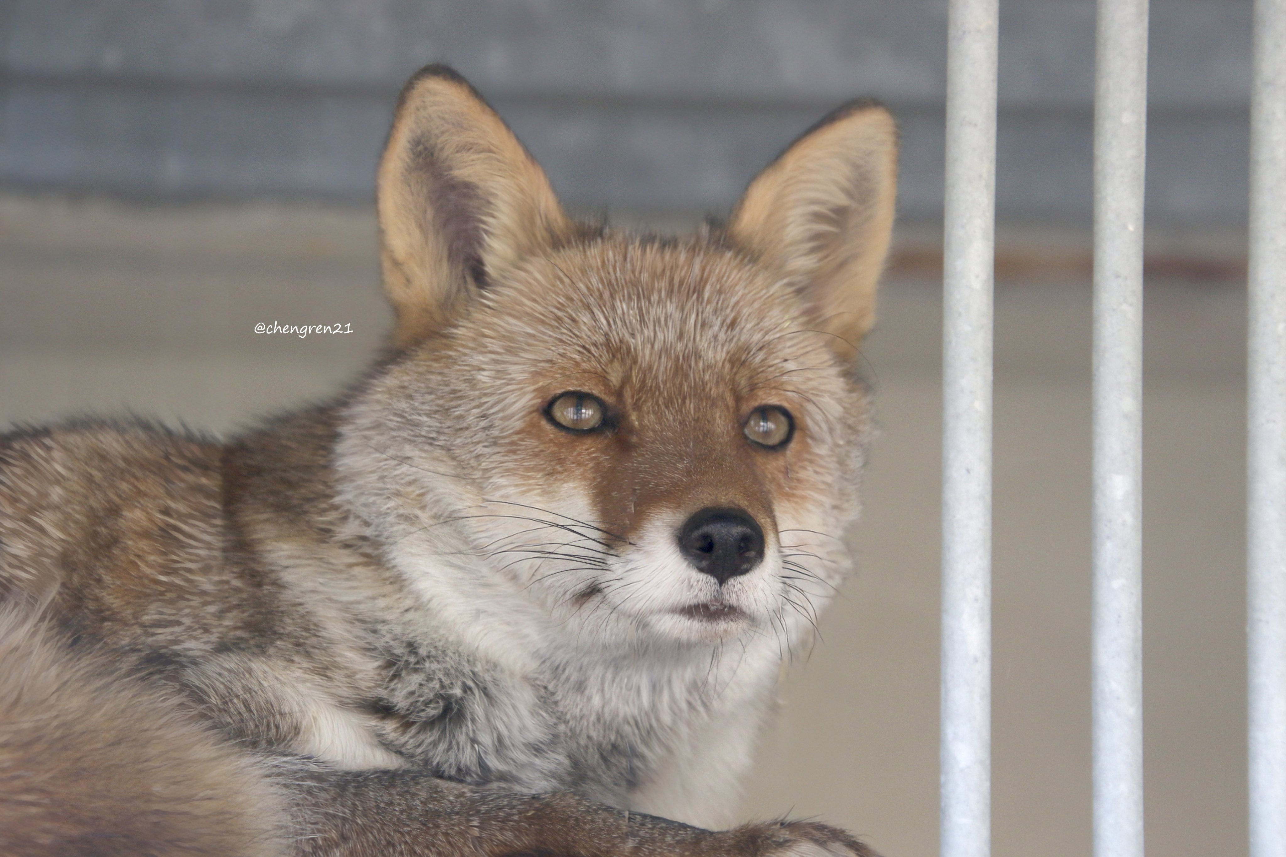Cheng-Ren🦊🐺 on X: 
