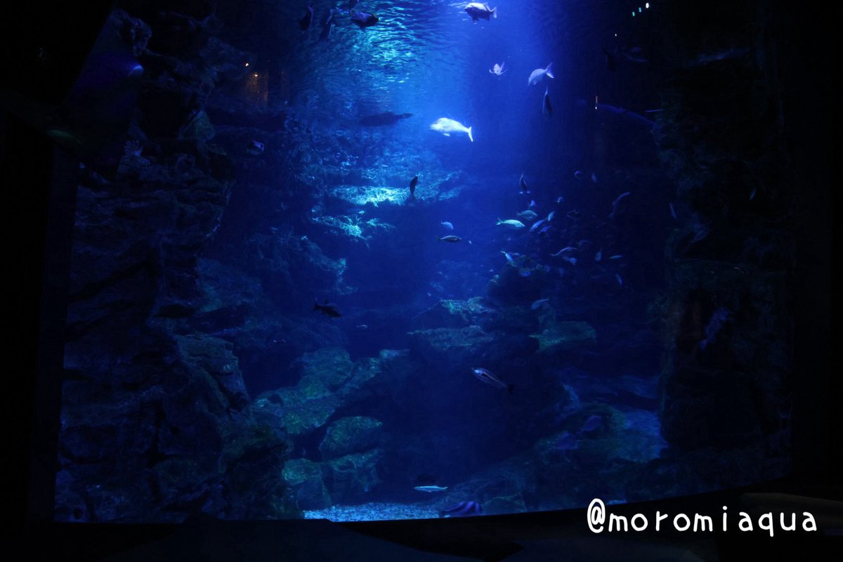 moromiaqua's tweet photo. 今日は滋賀県の 滋賀県立 #琵琶湖博物館 と京都府の #京都水族館 へ行きました。
琵琶湖博物館は水槽展示だけじゃなくて博物館展示もボリューム満点で想定よりも長く滞在しちゃいました。
京都水族館はとにかく綺麗な水族館で、規模はあまり大きくないけど満足度が高かったです。ライトアップも綺麗✨ https://t.co/iqnosKElZ8