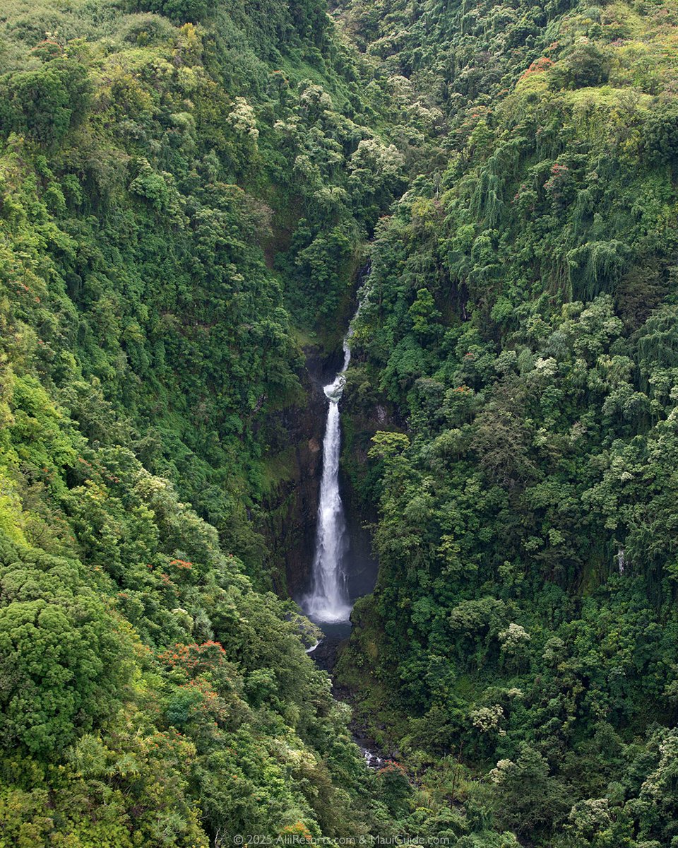 Happy Sunday from high above one of the more spectacular Maui waterfalls, smack-dab in the middle of inaccessible rainforest and mountains.