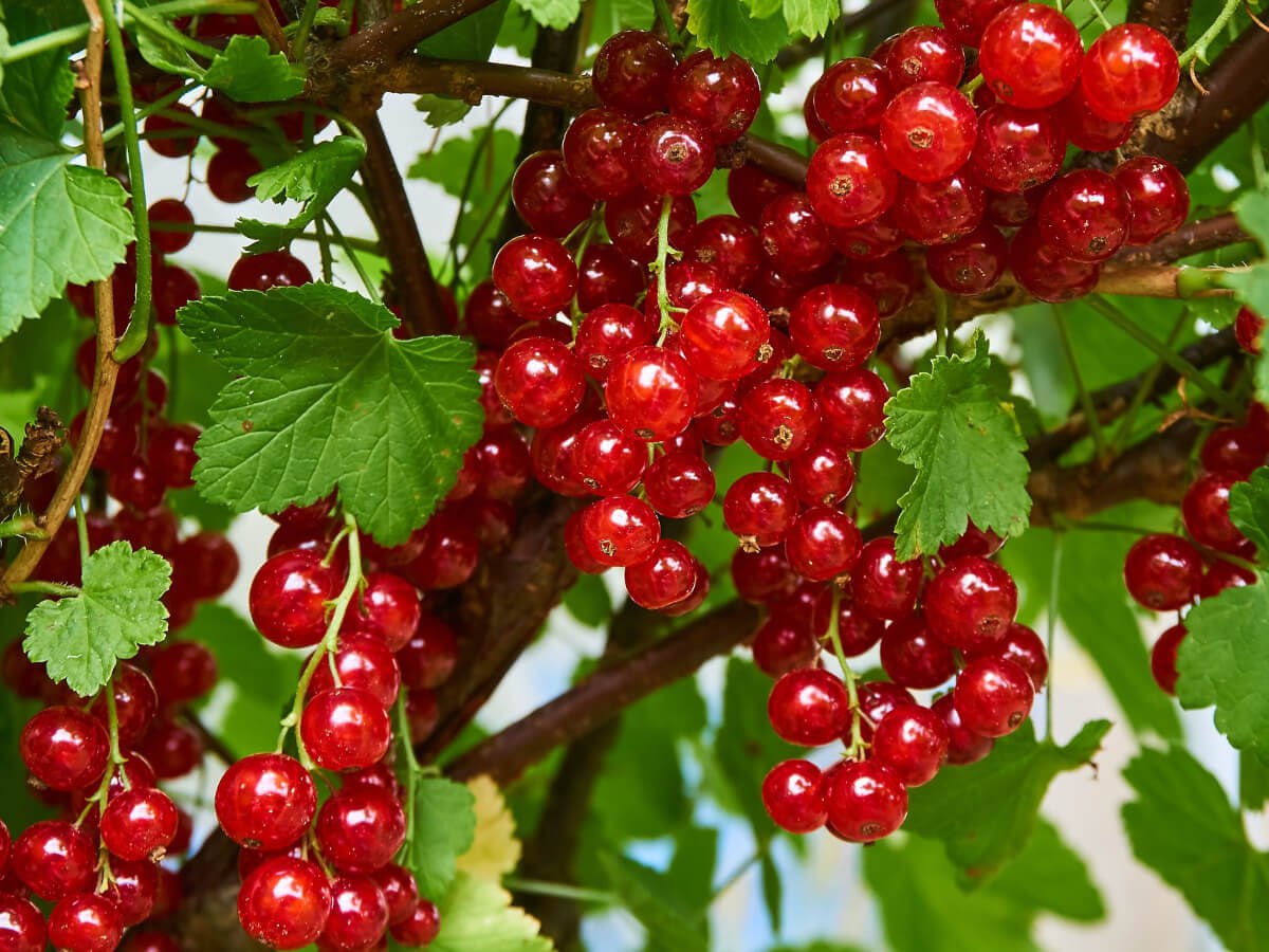 DasTere_8's tweet photo. ⭐️🔴Category "Unpublished". #Memories of #summer.🌞 #redcurrant #garden #berries #summer #vibe #mood #atmosphere #mypeoplearealwayswithme #nature #art https://t.co/cP3iblrRvg
