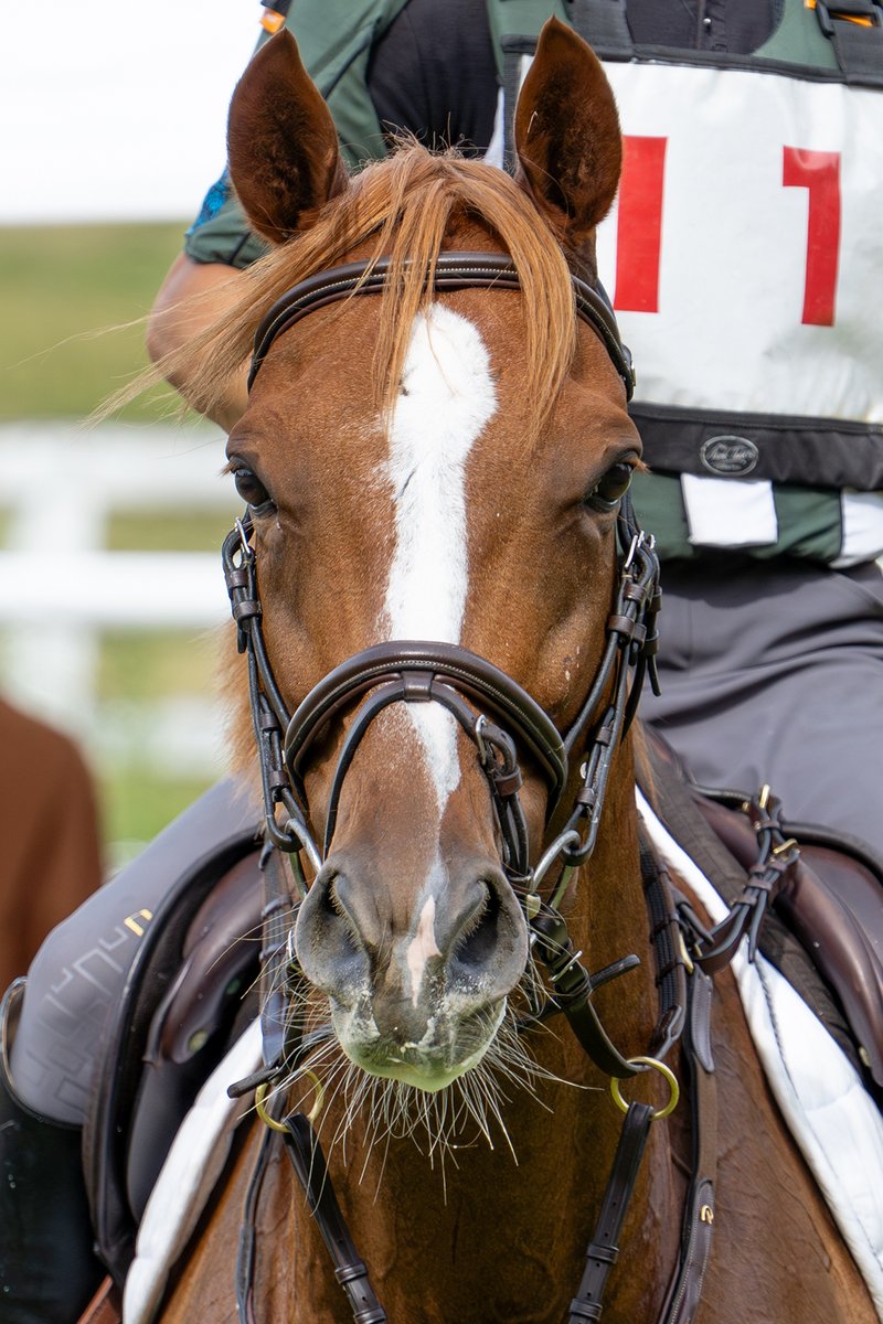 盗まれた馬 The LATEST DROPS: 361° Zen 7 fire! 👉 Must-have for real