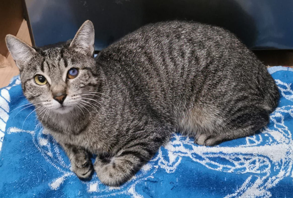 #Москва и МО
❤️ Ищет дом и доброе сердце ласковая, но боязливая Ириска.
Ириска - молодая (1,5 - 2года), уличная кошечка, выловлена для стерилизации, но оказалось, что имеется проблема с одним глазом и дальнейший выпуск на улицу крайне не желателен.