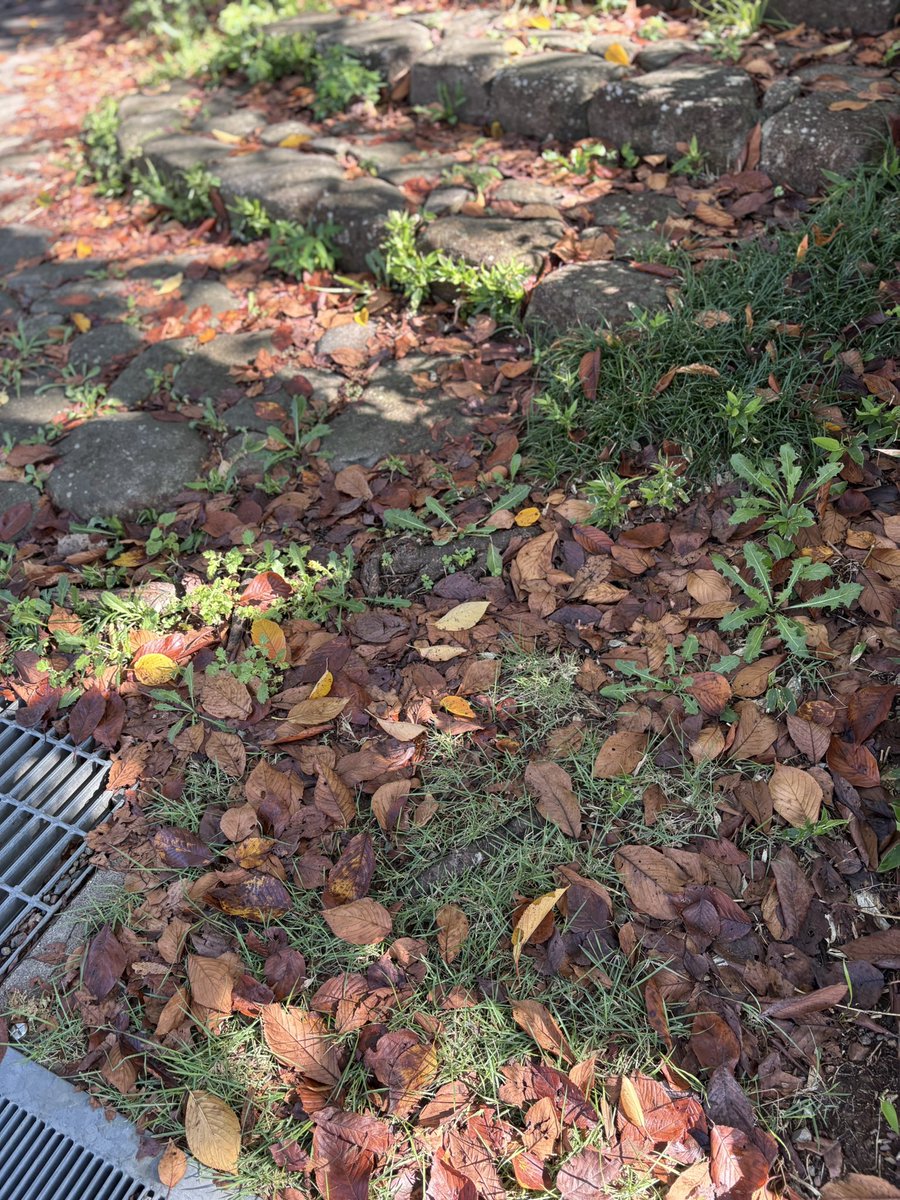 ちょっと遠方まで仕事で出かけたのだけど、途中立ち寄ったSAでは結構落ち葉があって秋みたいだった

今日の愛知県の最高気温は31度で、真夏日なわけだけど

早くちゃんと秋になって欲しい