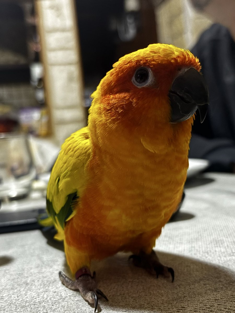 mxdnessy's tweet photo. Puis qu’apparemment je dois publier mes perroquets (inférieurs à Pipi bien évidemment) https://t.co/ziYDcgfjVT