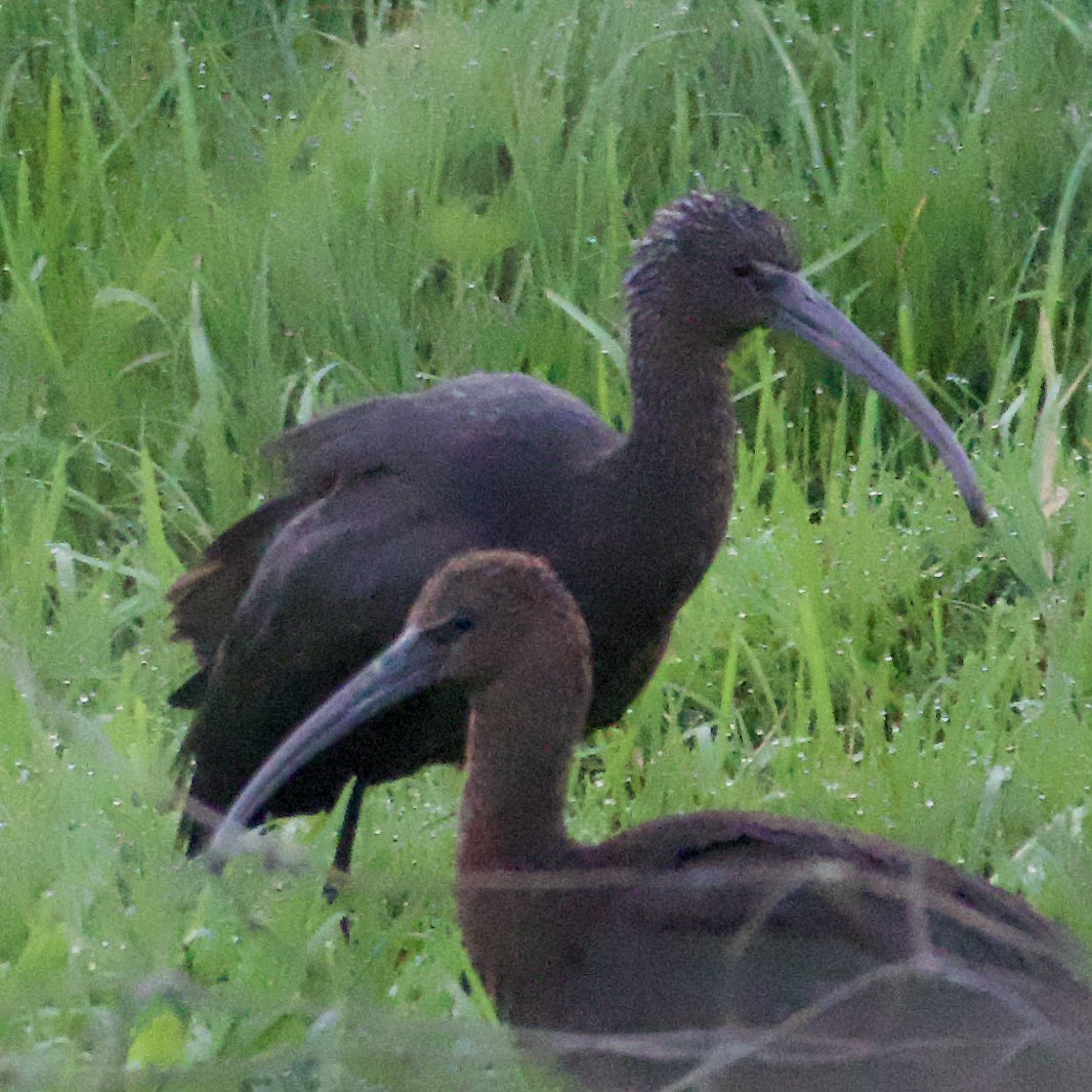 c4hub's tweet image. Stanford Reservoir - the 3 Glossy Ibis arrived from their roost at 06.30 and fed for 30 mins before flying off as they did yesterday. Such a great bird to have on the patch.
@LandRbirds