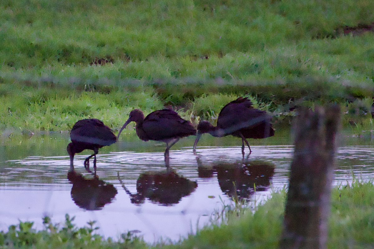 c4hub's tweet image. Stanford Reservoir - the 3 Glossy Ibis arrived from their roost at 06.30 and fed for 30 mins before flying off as they did yesterday. Such a great bird to have on the patch.
@LandRbirds