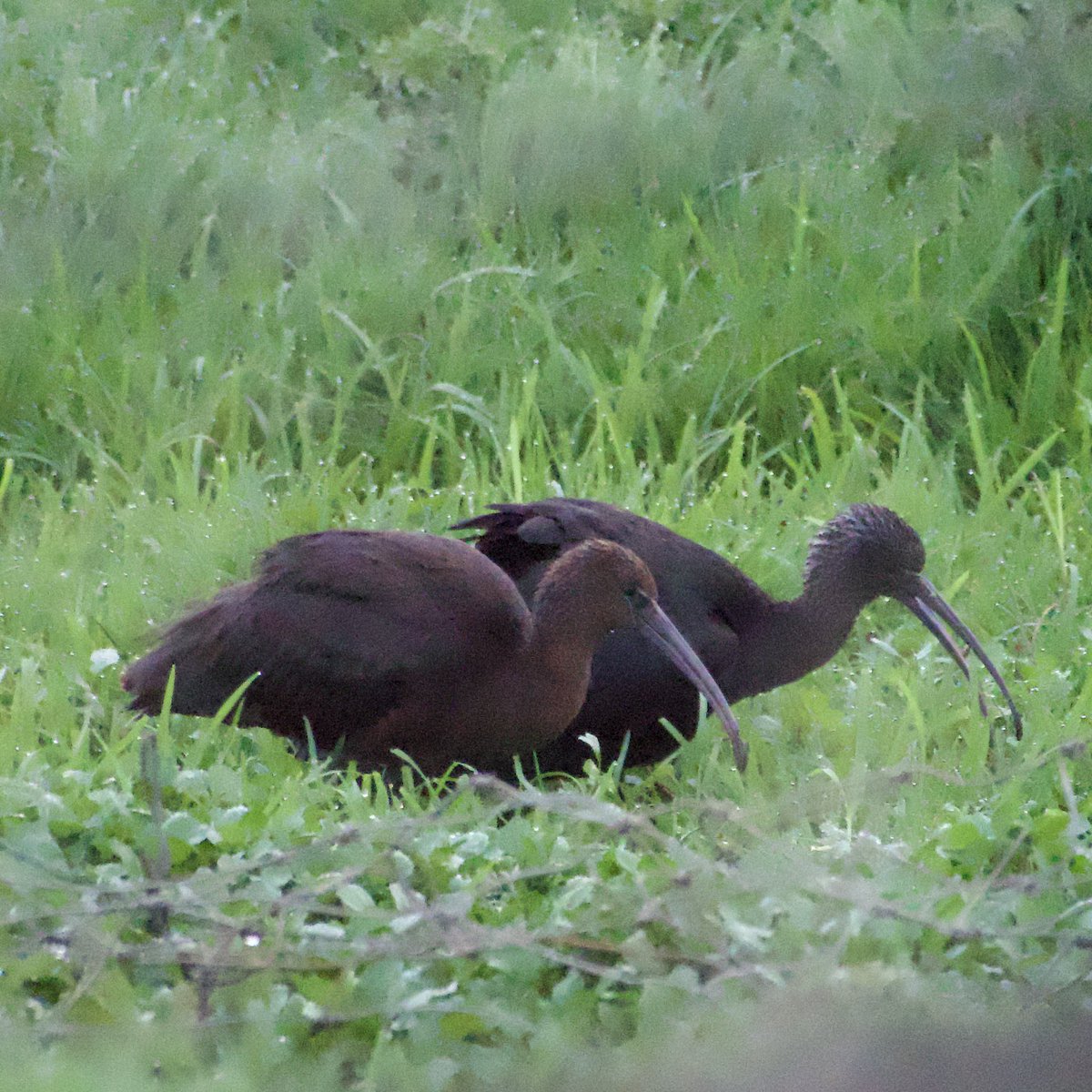 c4hub's tweet image. Stanford Reservoir - the 3 Glossy Ibis arrived from their roost at 06.30 and fed for 30 mins before flying off as they did yesterday. Such a great bird to have on the patch.
@LandRbirds