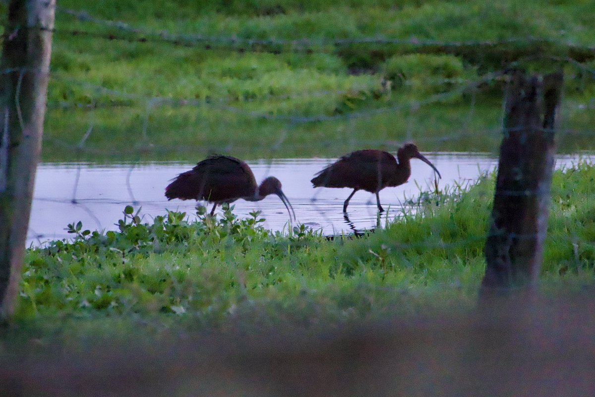 Stanford Reservoir - the 3 Glossy Ibis arrived from their roost at 06.30 and fed for 30 mins before flying off as they did yesterday. Such a great bird to have on the patch.
<a href="/LandRbirds/">Birds of Leicestershire & Rutland</a>