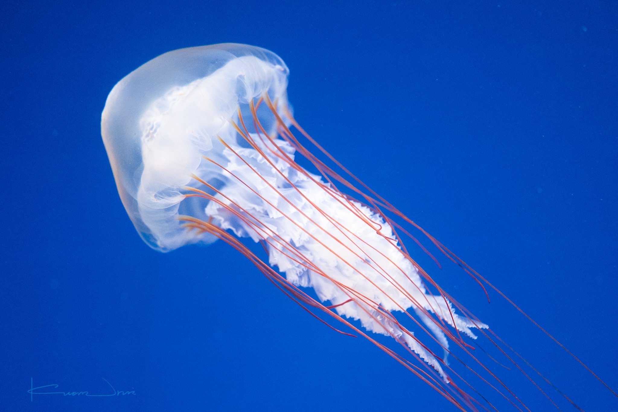 クラゲ H0138SPK]HERE by DETAIL Jellyfish Twisted Leg 