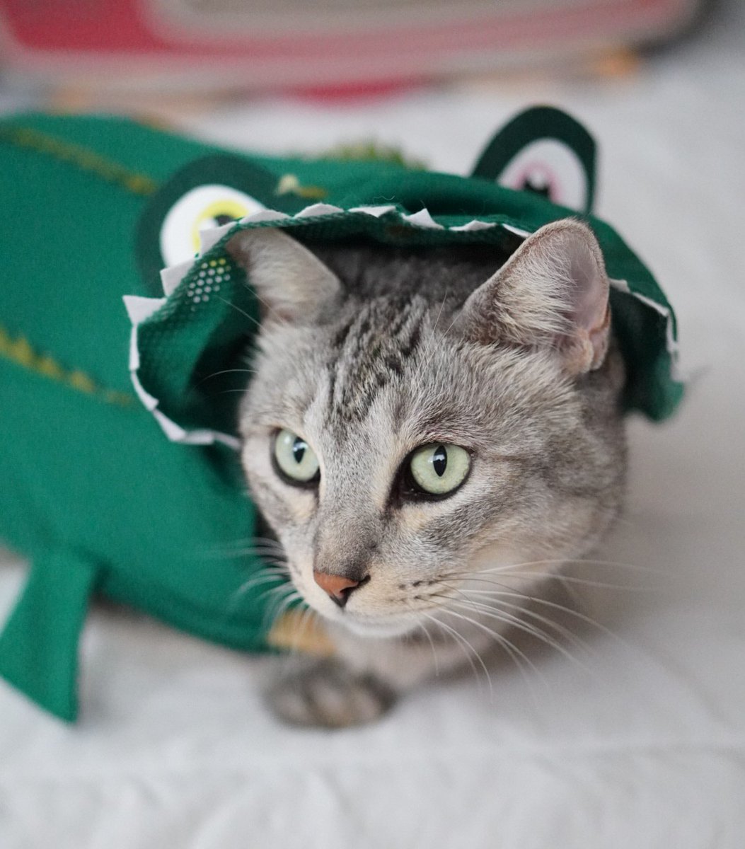 にゃーちゃん＆おにいちゃん on X: 