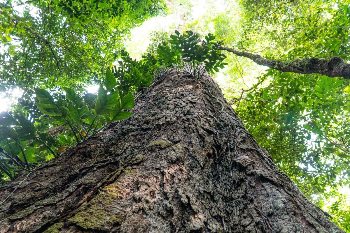 IPAM_Amazonia's tweet image. Você sabe qual é a maior #árvore da Amazônia?
 
O Angelim-vermelho (Dinizia excelsa) fica na Floresta Estadual do Paru (PA) e alcança mais de 85 metros.
 
A estimativa é que ela tenha pelo menos 400 anos.
 
Agora você conhece mais o mundo amazônico nesse #DiadaÁrvore.