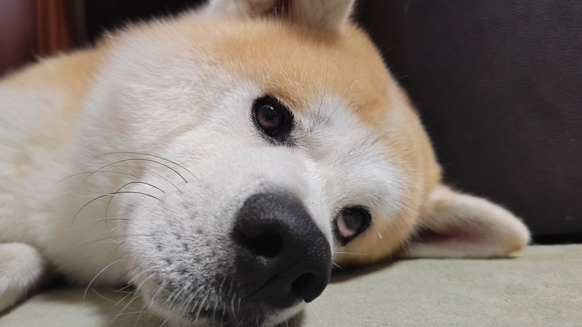 秋田犬★ pRTW3MGA_200x200.jpg