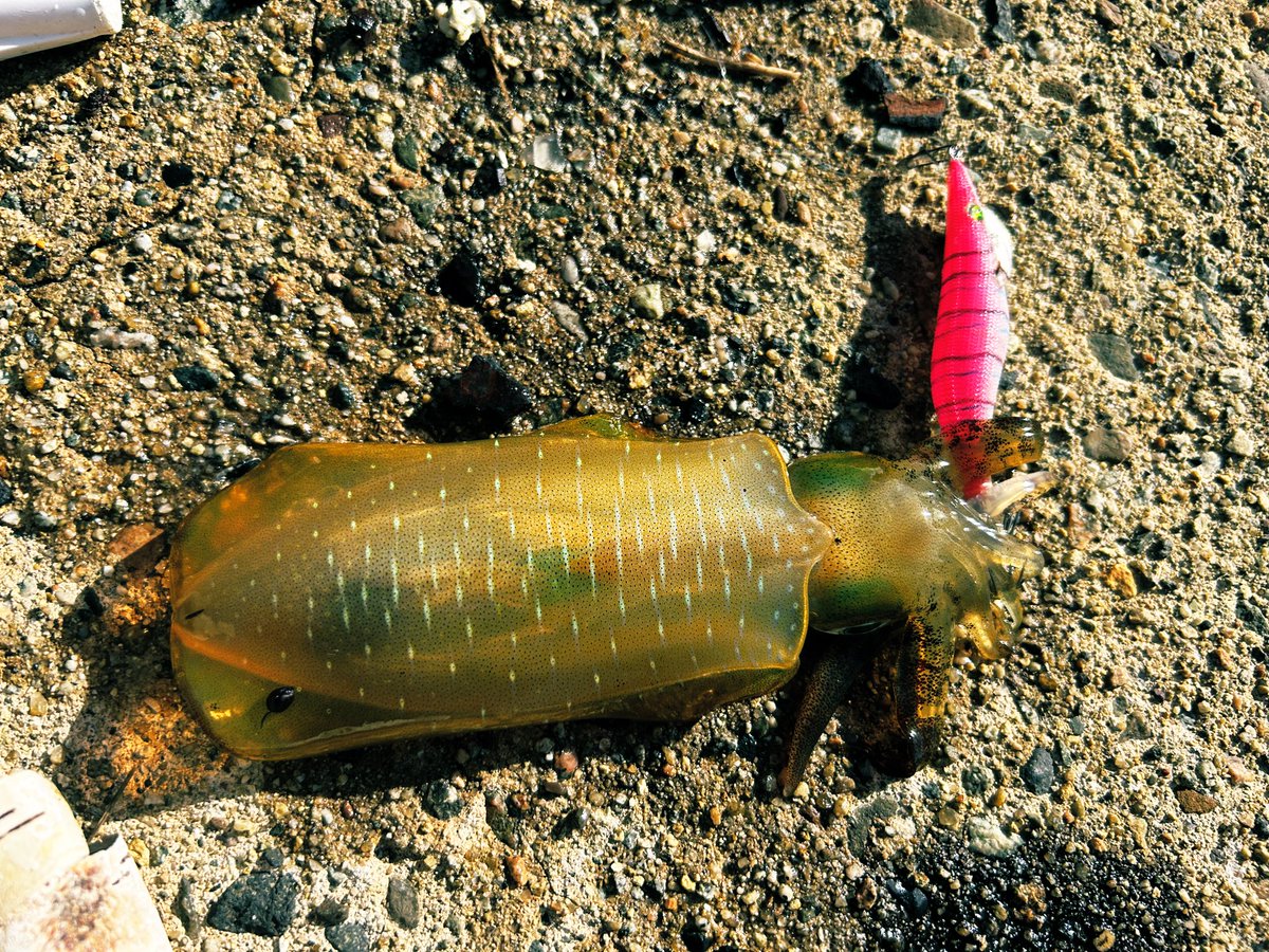 今日はいろんな所ランガンしてやっと1杯だった…息子と一緒だったし、息子に釣らせてあげたかった