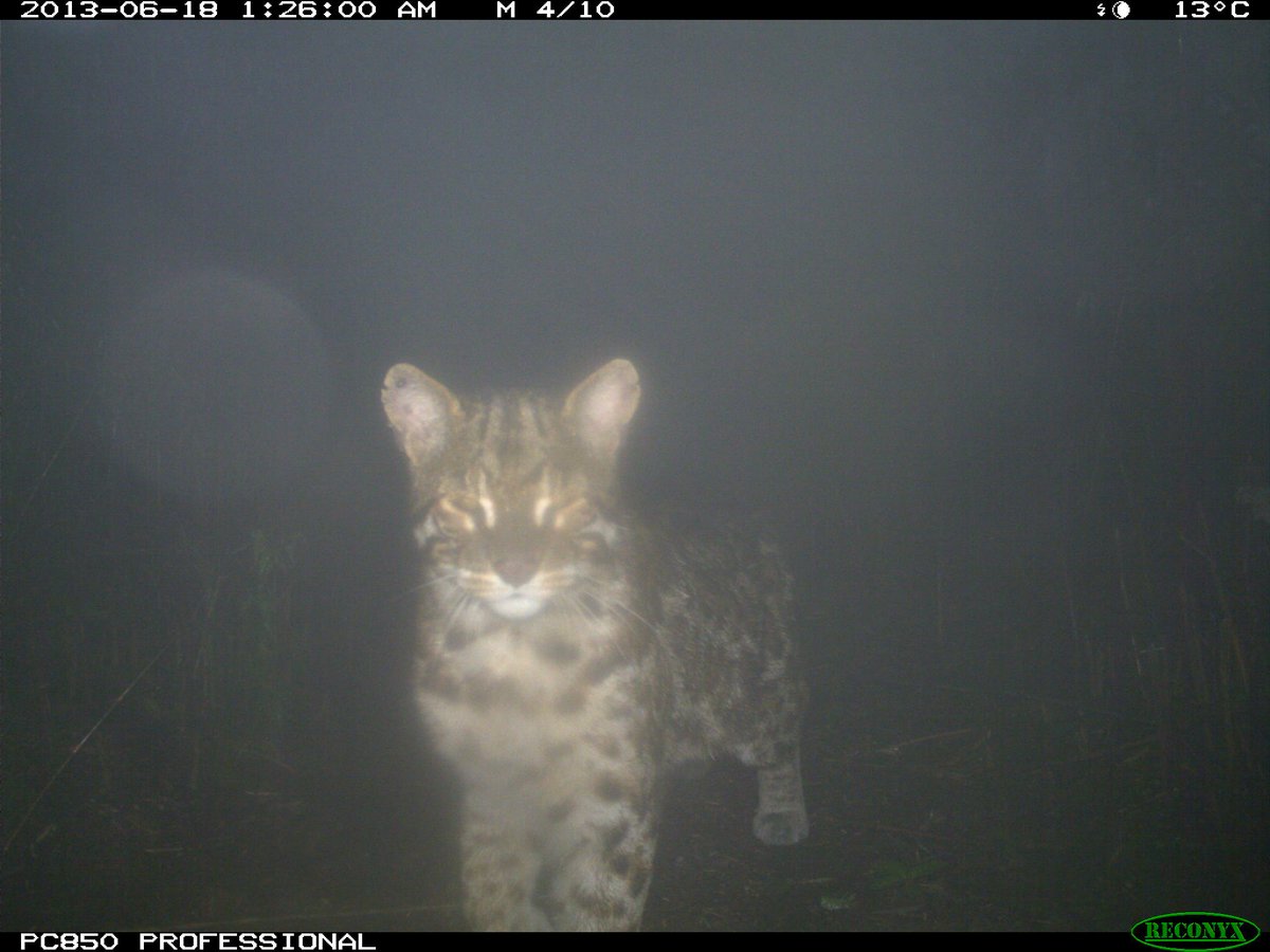 trailcam (@trail_cams) on Twitter photo 