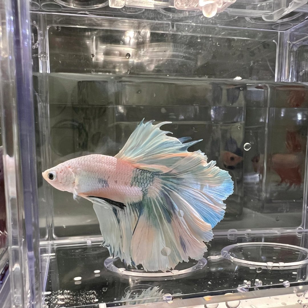 qwae_lcw's tweet image. 水の中を泳いでいると、魚たちは私たちに人生のあらゆる瞬間を楽しむことを教えてくれます。🐠🐠