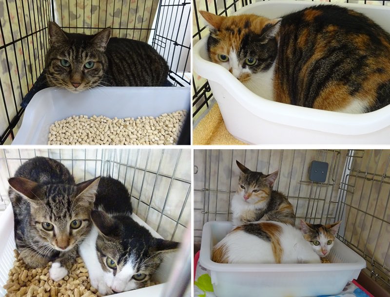 info_hadanoneko's tweet photo. 🐈譲渡会のご報告🐾

 9月21日（日）譲渡会を開催致しました！
10匹の猫達が参加していましたが、21組 40名のご来場を頂き5匹の猫達にお声がけを頂きました。
また、合計¥18,507のご寄付と差し入れまで頂きました。
活動へのご理解とご協力を本当に有難うございます🙇‍♂️

https://t.co/g0l9bW0NPt https://t.co/7KmrJCbbw4