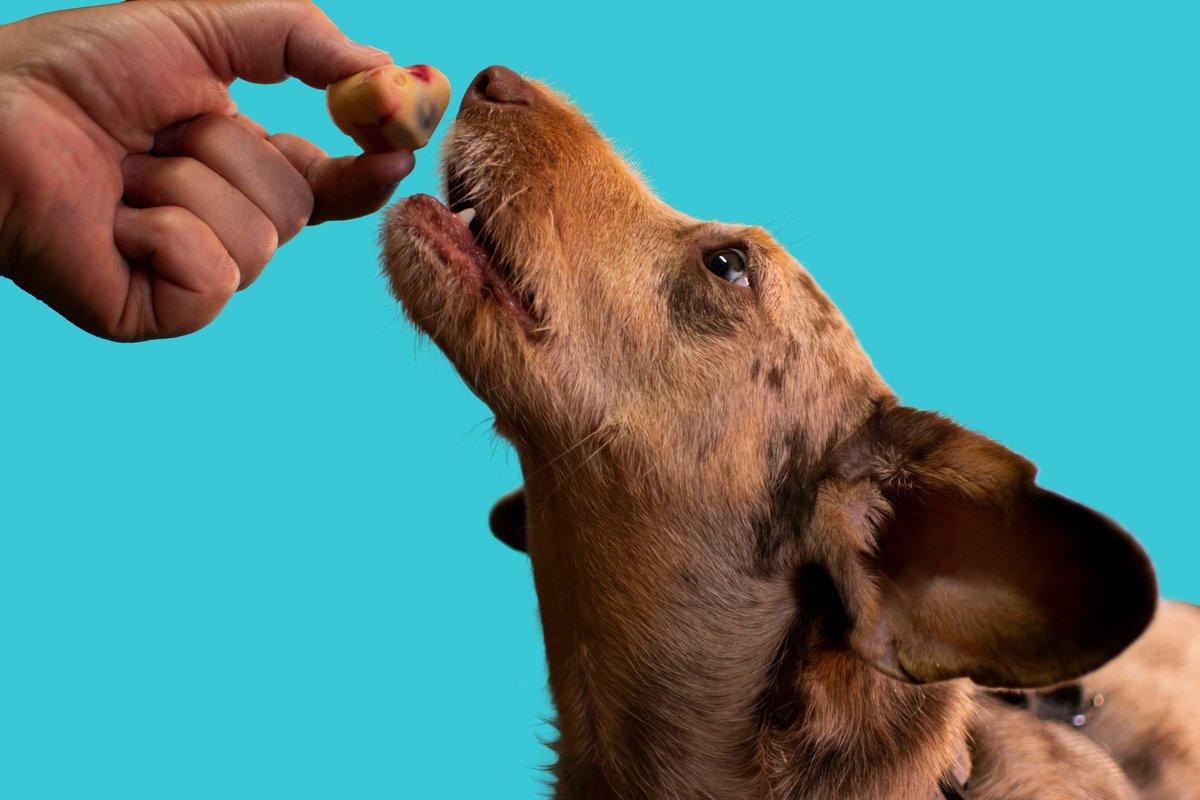 vcanitblog's tweet image. Healthy Soft Baked Dog Treats with Lobster &amp;amp; Seafood
vcanitblog.com/articles/healt…