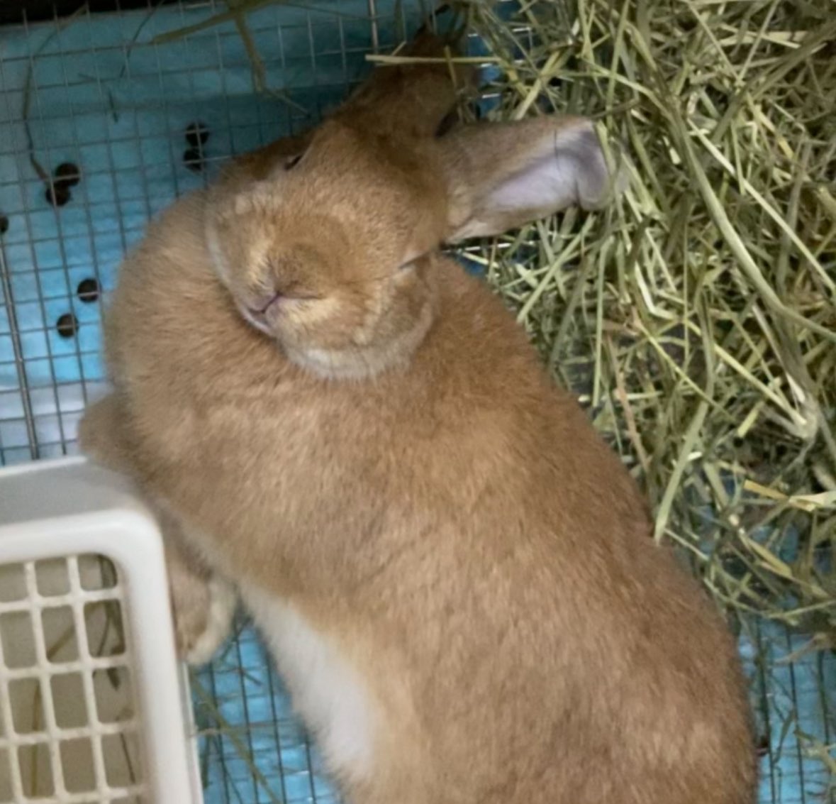 おい…何見てんだよ🐰🍫