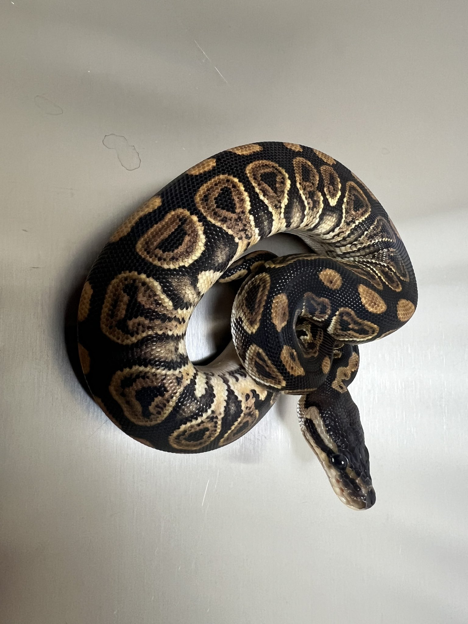 39Reptiles！サンキュー爬虫類 (@39Reptiles) / X