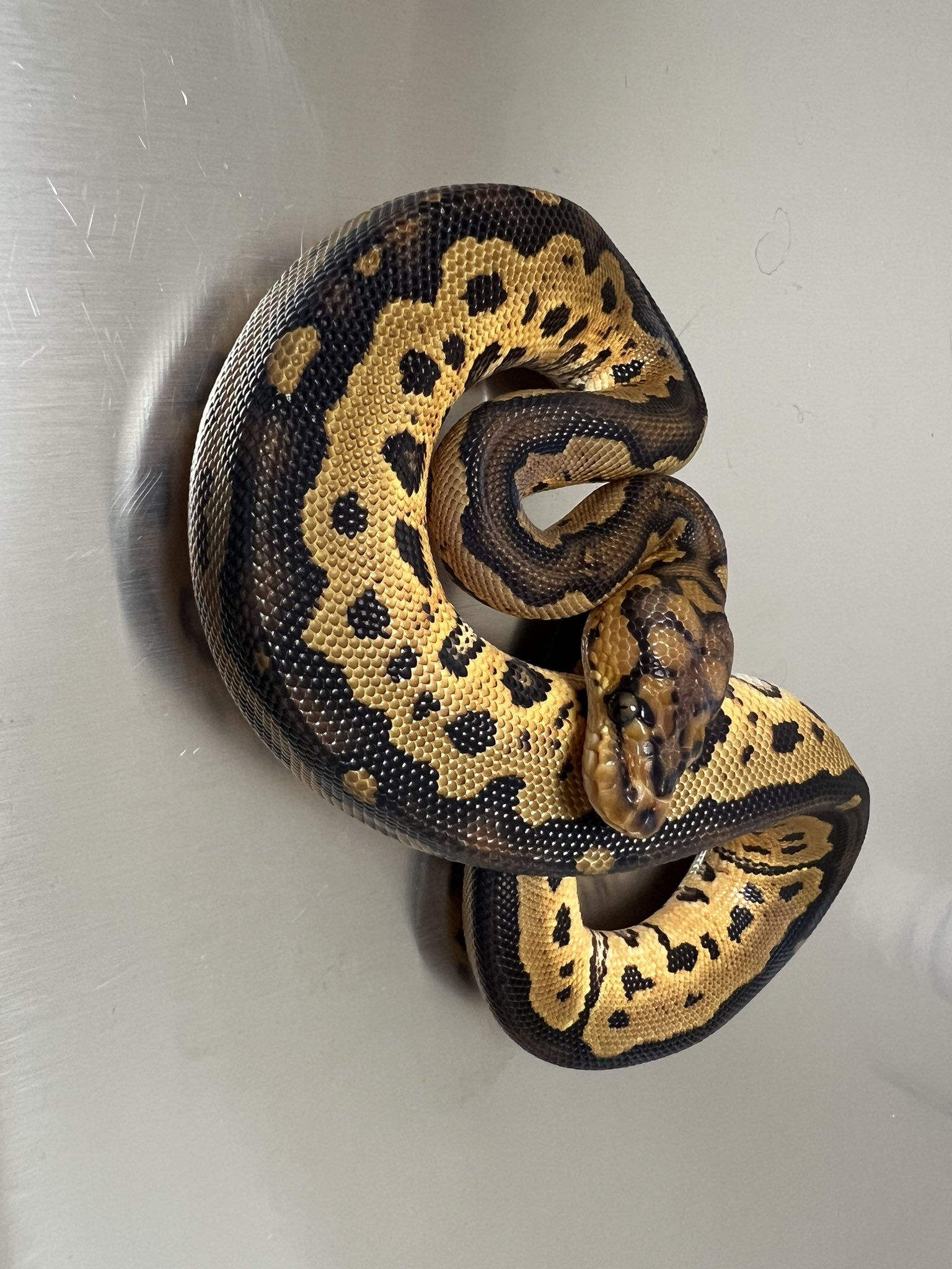 39Reptiles！サンキュー爬虫類 (@39Reptiles) / X