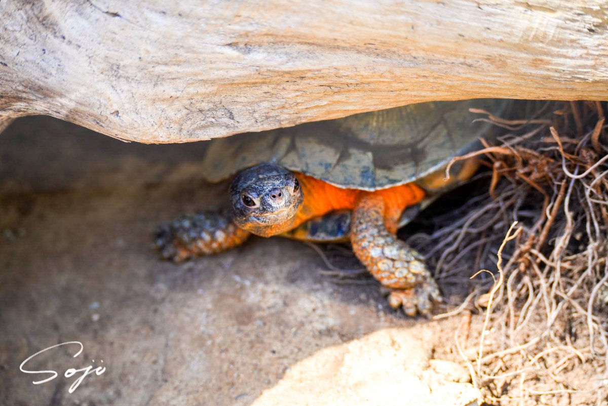 今日は息子とizoo行ってきた