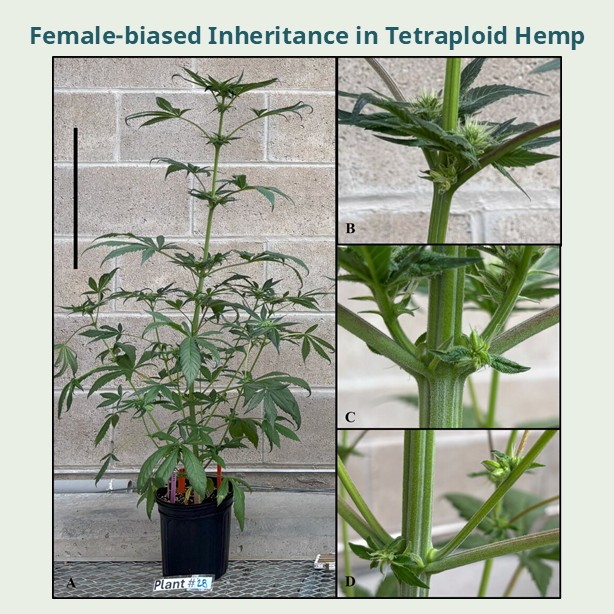 ASHS_Hort's tweet photo. Tetraploidy can create industrial hemp populations with female bias of 5:1.
Read more in #JASHS https://t.co/mUQVO4lWVn
@UConnCAHNR https://t.co/1OQ4pdupRa