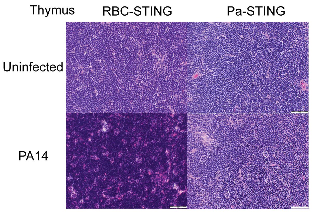 ICYMI: A vaccine for Pseudomonas has eluded researchers for decades

<a href="/elisabetbjanes/">Elisabet Bjanes</a> <a href="/victornizet/">ᐯIᑕTOᖇ ᑎIᘔET</a> &amp; team <a href="/UCSanDiego/">UC San Diego</a> now provide a different vaccination approach, demonstrating an engineered nanoparticle vaccine protects mice against lethal pneumonia.

Full report: