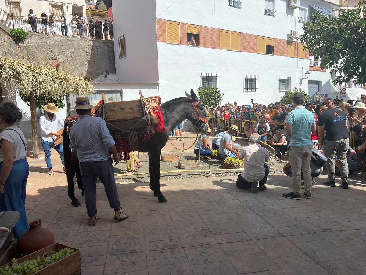 PSOEmalaga's tweet photo. ✊🌹 Celebramos el Día de la Pasa en #ElBorge junto a nuestro alcalde Raúl Vallejo, cuyo equipo de gobierno sigue reivindicando este cultivo tradicional reconocido como Patrimonio de la UNESCO para que no desaparezca y siga siendo un elemento dinamizador de la Axarquía. https://t.co/RVBKH5PrBp