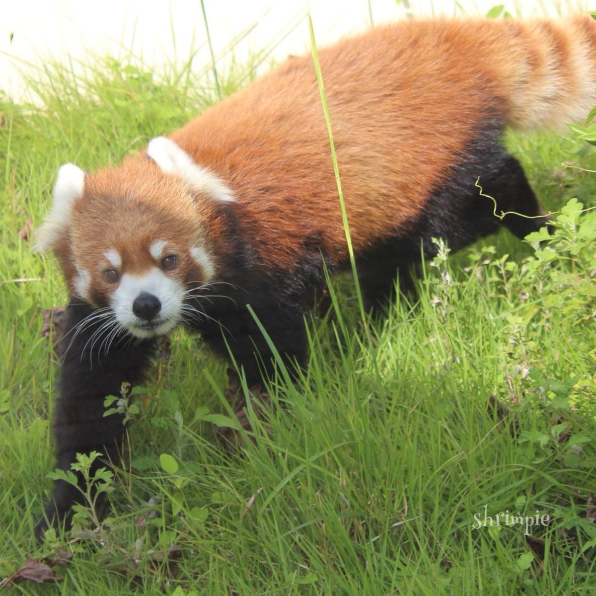 Shrimpie(シュリンピー) (@molamola_lucky) / X