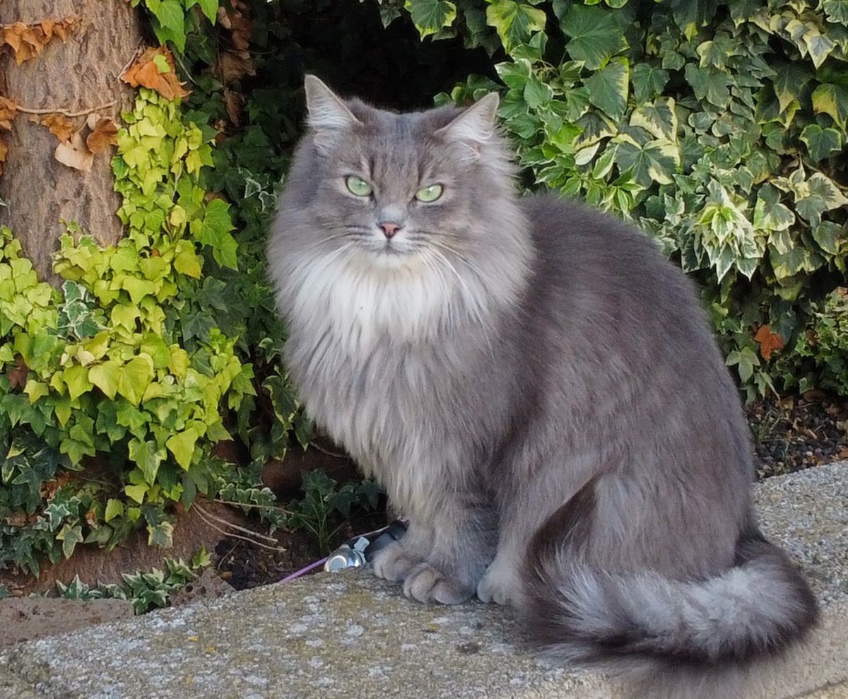 L’indipendente 
#miao
#moltomiao
#macchemiao