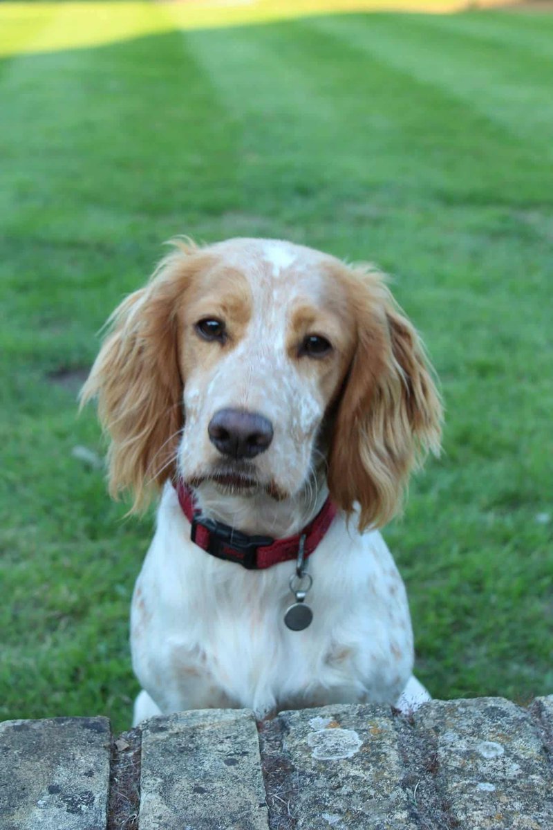 🐕🧨AASHI went missing from Stockeld park Wetherby #NorthYorkshire #LS22 on 19 September 2025 around 10.30pm when she was spooked by #fireworks

She has recently had abdominal surgery
She is not wearing a collar but is microchipped
Please do not call or chase her- call owner ASAP
