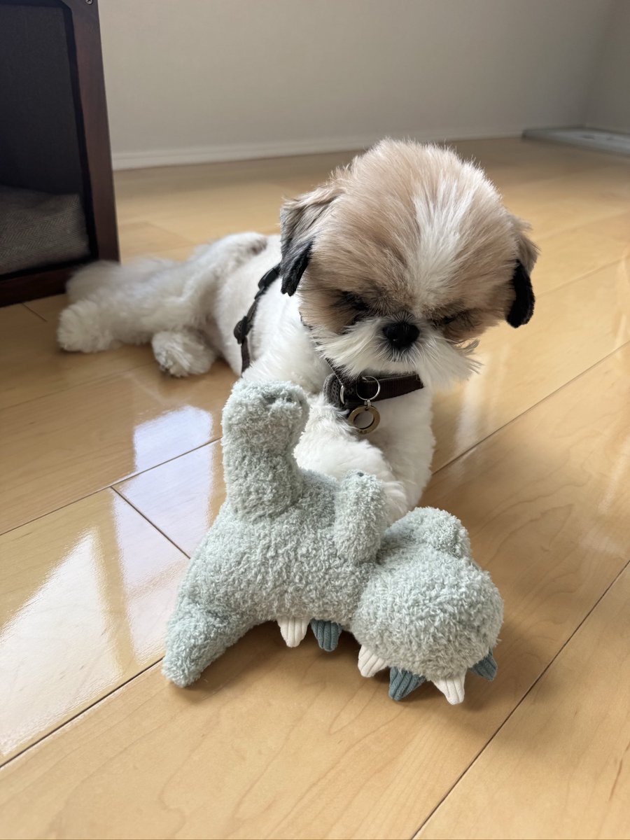 恐竜🦖のお腹をポンポンしている