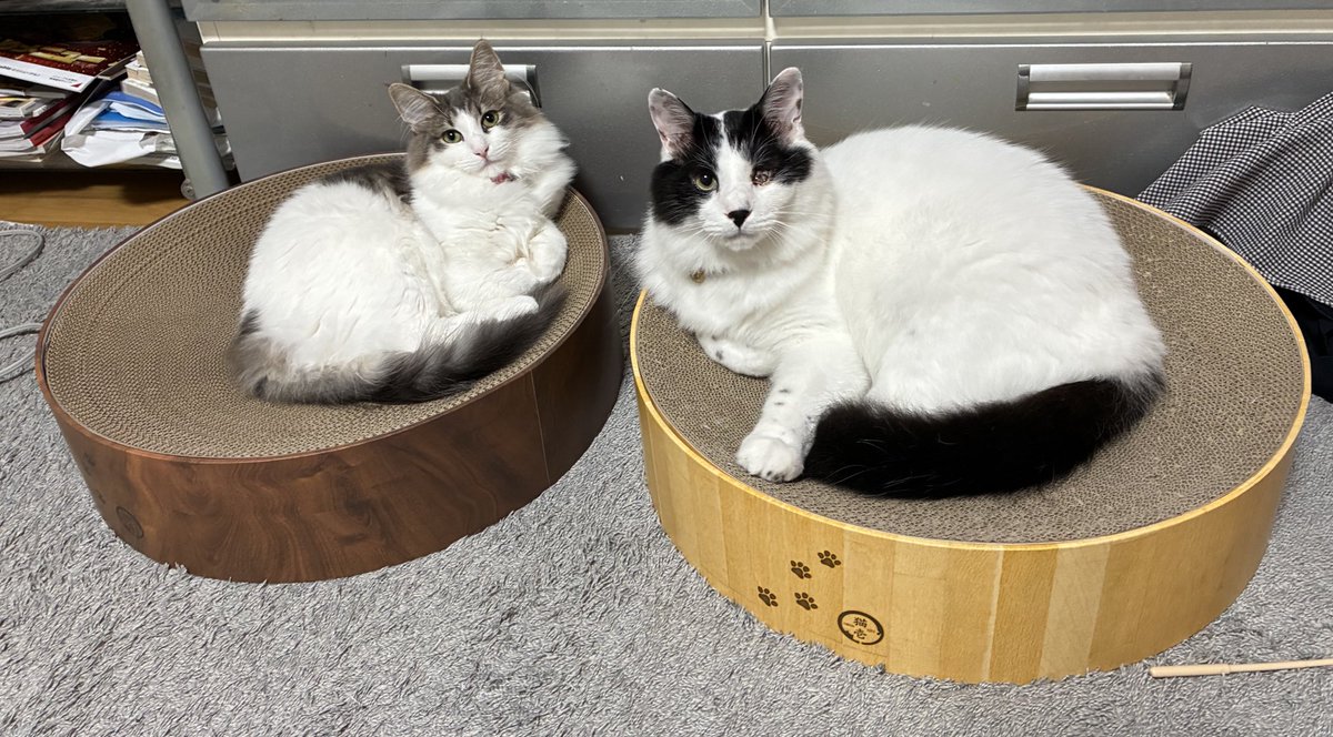 otousama500's tweet photo. #猫
二匹共この爪研ぎベッドが好き https://t.co/QghL9sgsuB