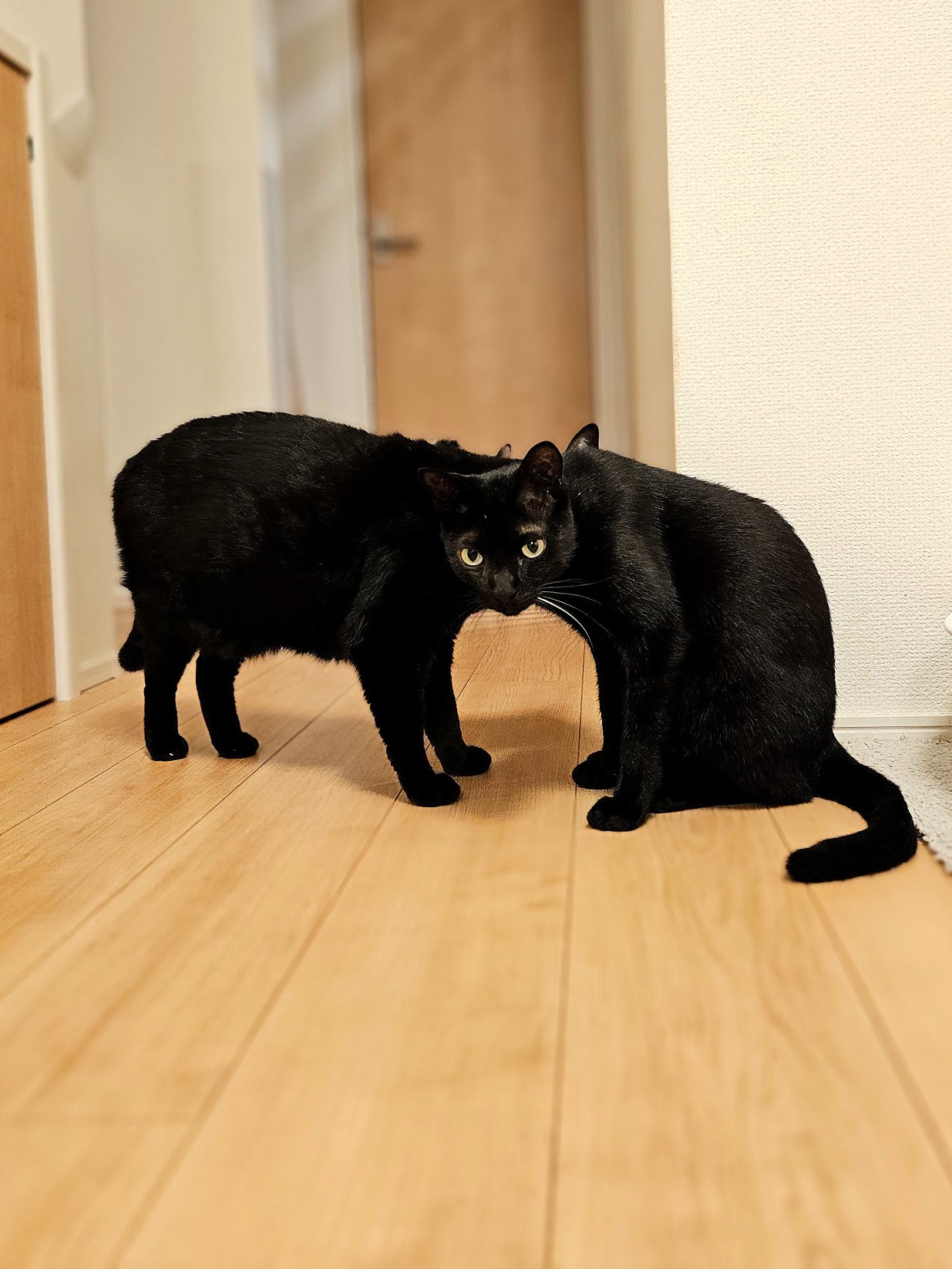 トラ猫 (@lugduname) / X