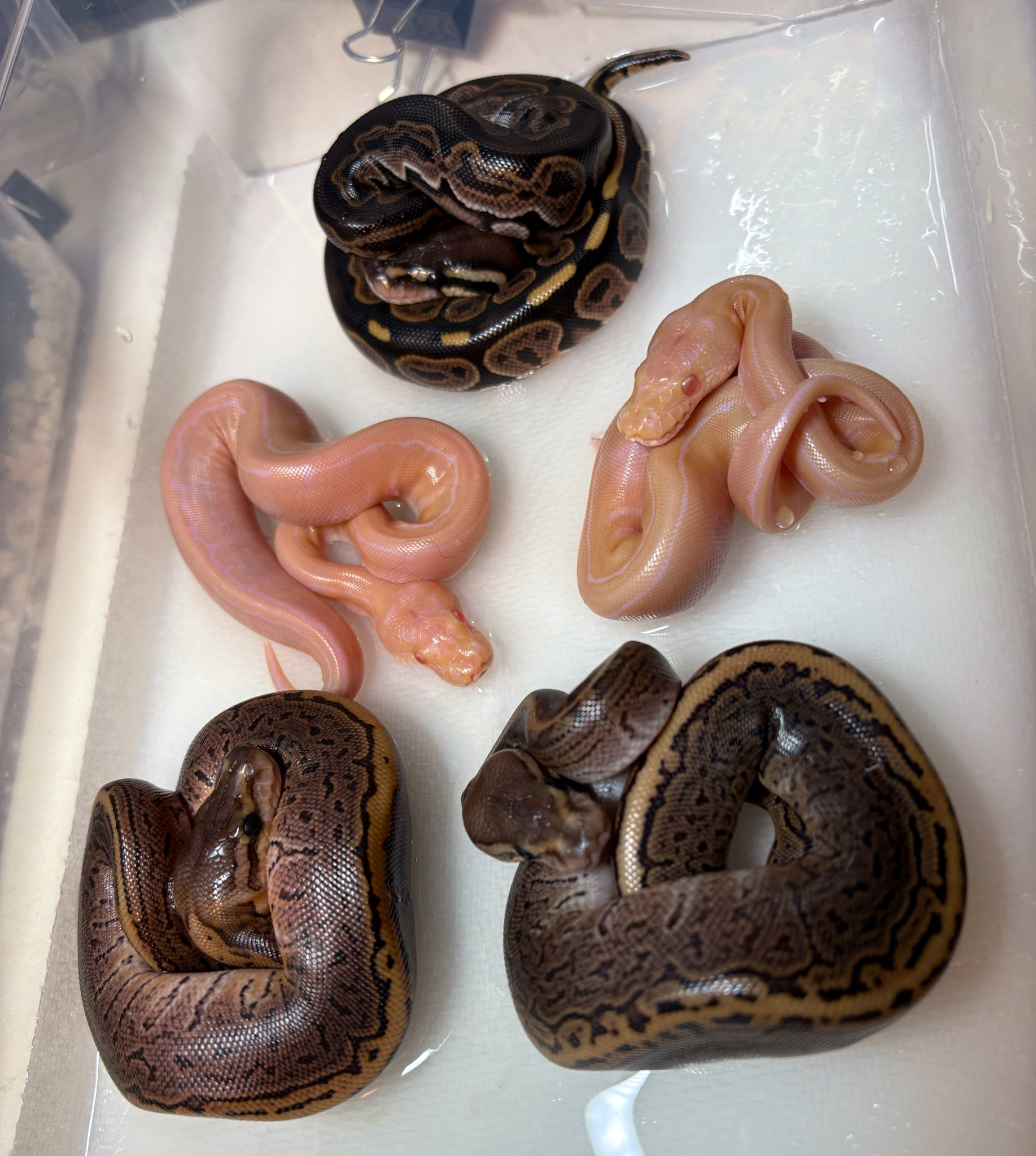 39Reptiles！サンキュー爬虫類 (@39Reptiles) / X