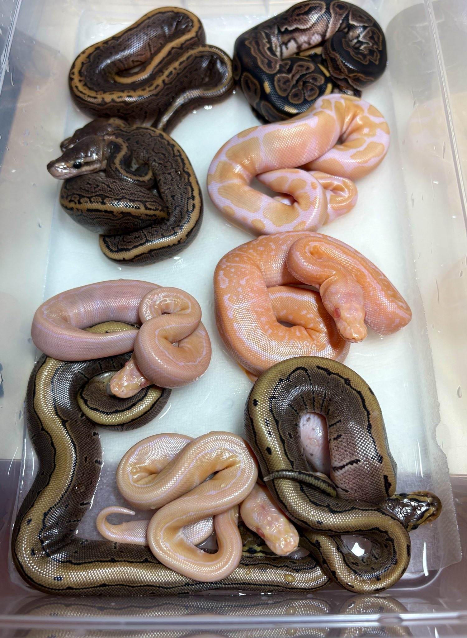 39Reptiles！サンキュー爬虫類 (@39Reptiles) / X