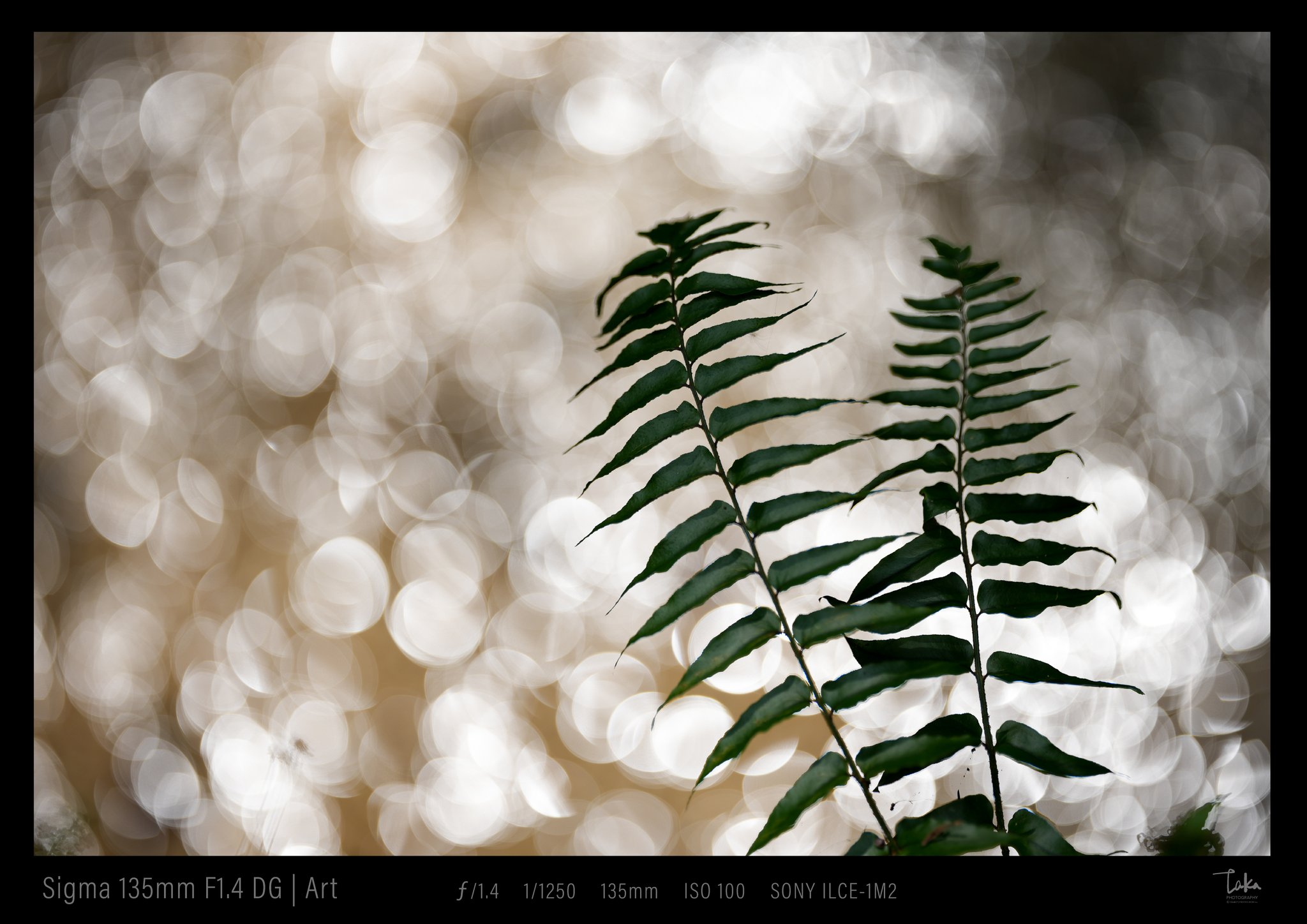 その他 Canon F.S.S-Color LENS 135mm F1.7 Canon F.S.S-Color LENS 135mm F1.7