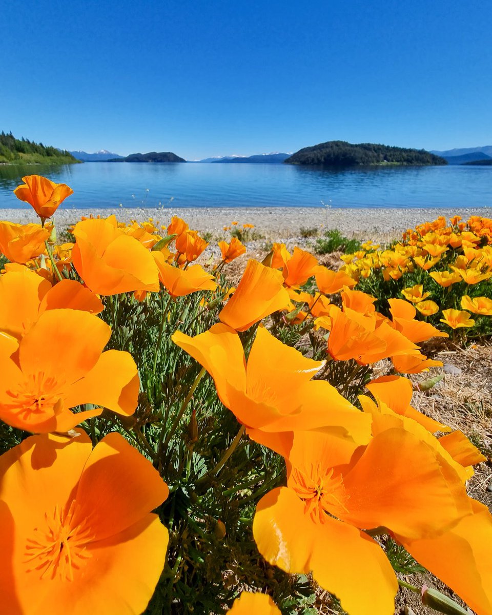 La primavera llegó a Bariloche 💚

Una nueva estación para redescubrir cada rincón entre montañas y lagos.

#PrimaveraEnBariloche #Bariloche