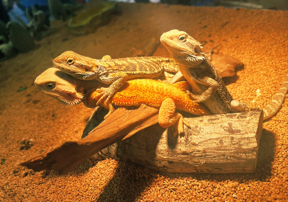 可愛い~ \♡/🦎🦎🦎

私が名前をつけるなら、
1番下の黄色い子が『からし』
その上が『れんこん』
右の子が『くまもとさん』

辛子蓮根熊本産兄弟( ‘-‘🫶🏻)💭