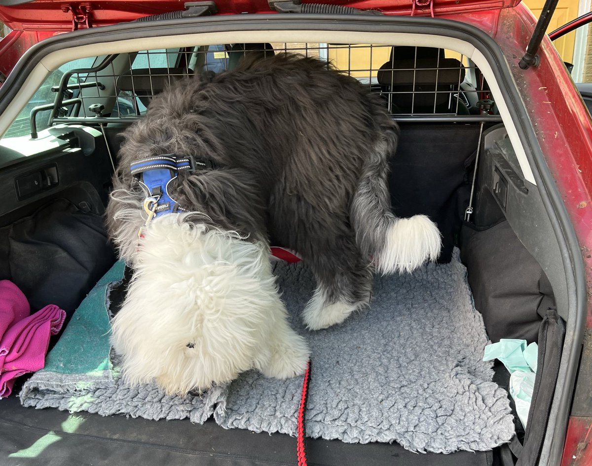 Learning to get used to the boot for car rides. Humum says I am getting too big for a back-seat driver! 🐶🚗🐾