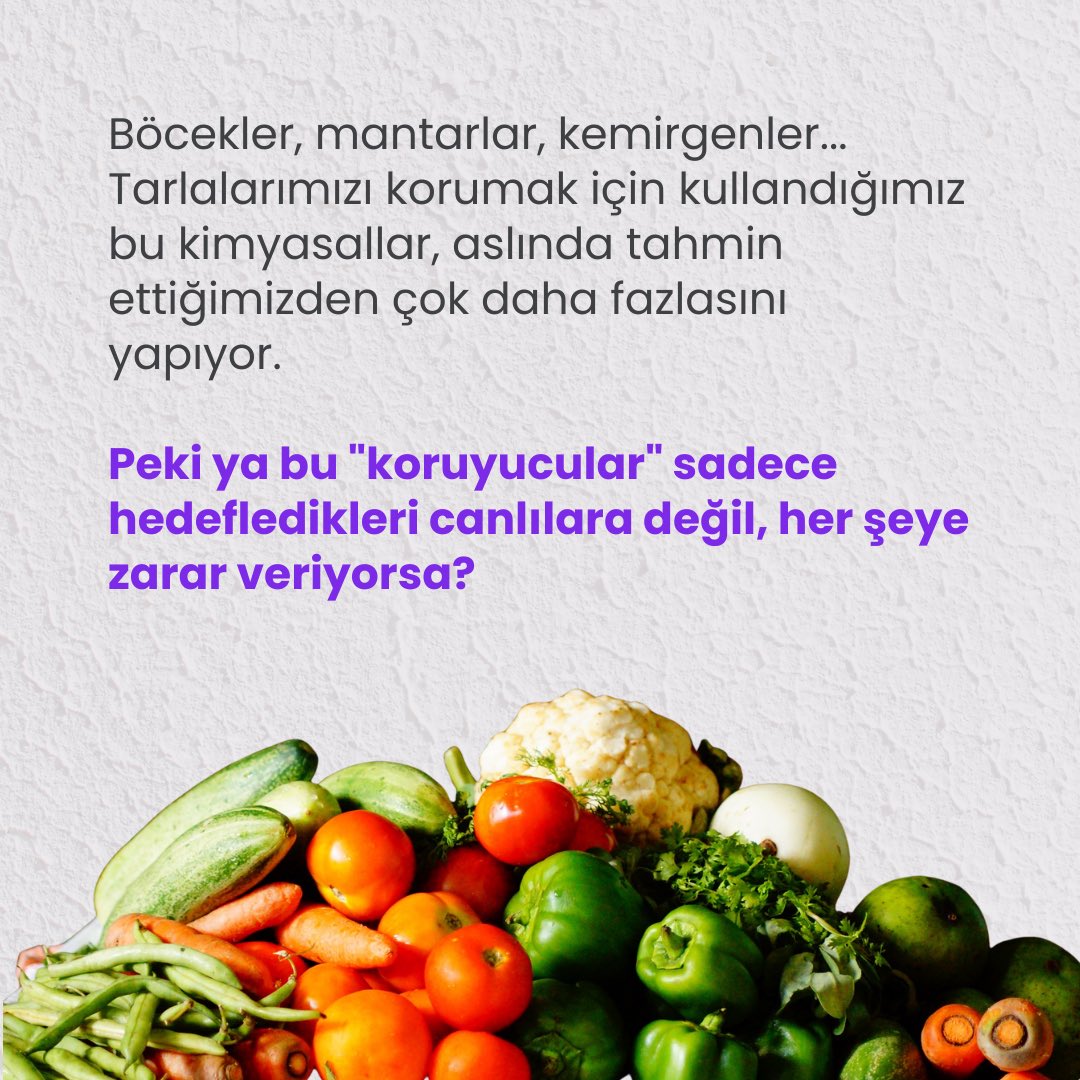 gencomugen's tweet photo. 🌱 Pestisitler: Sadece tarlada değil, hayatın her yerinde…
Kimi zaman çiftçinin sağlığını, kimi zaman soframıza gelen gıdaları, kimi zaman da doğadaki canlı dengelerini etkiliyor.

📖 Yazar: Ecem Deniz Tavukçu
✍️ GENÇOMÜ Yazı Kulübü

🔗 Yazının tamamı için:⬇️ https://t.co/K1n1CzvNkD