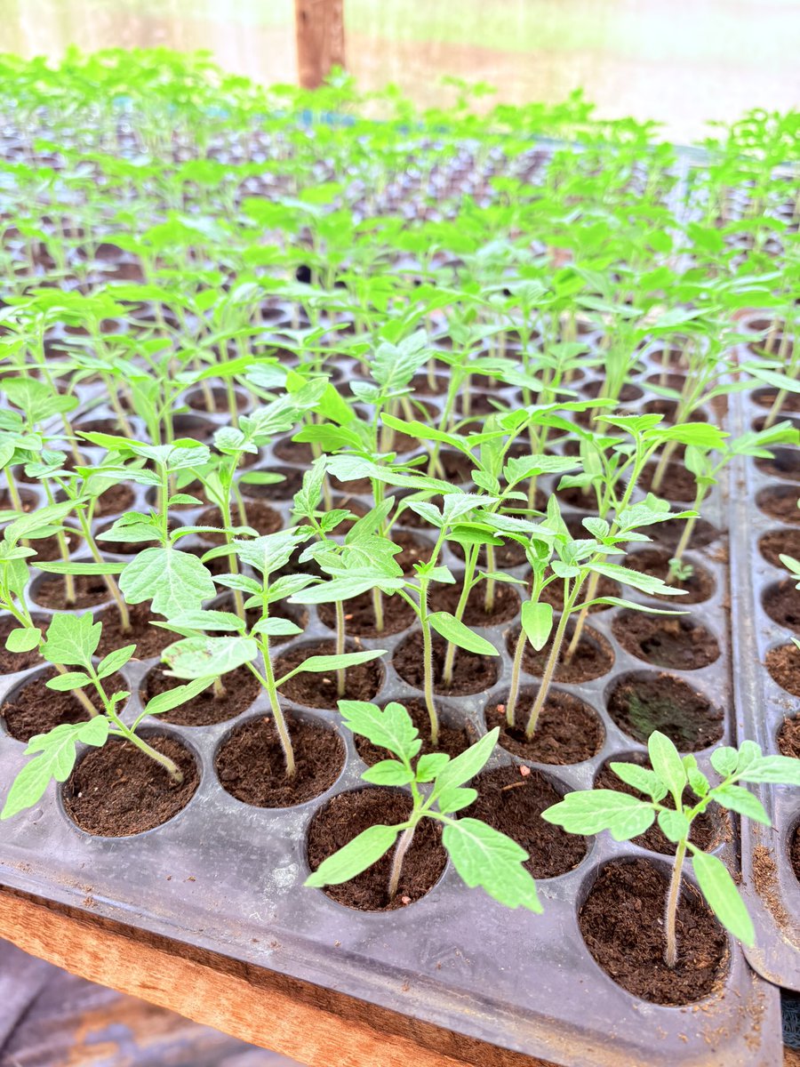 FARMING TIP:
Use fertile soil when preparing the nursery bed. If the soil's fertility is low, mix it with well prepared organic manure to improve it's fertility. 

Seedlings establish and grow faster when the soil is fertile.