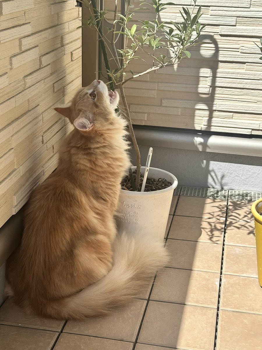 1枚目←やだうちの子凛々しい
猫背じゃないしイケメン

2枚目→ちょ、お客様ー！
それ食べ物じゃないです！

※オリーブは食べても大丈夫な植物ですが、すぐやめさせました。お腹弱いからね。