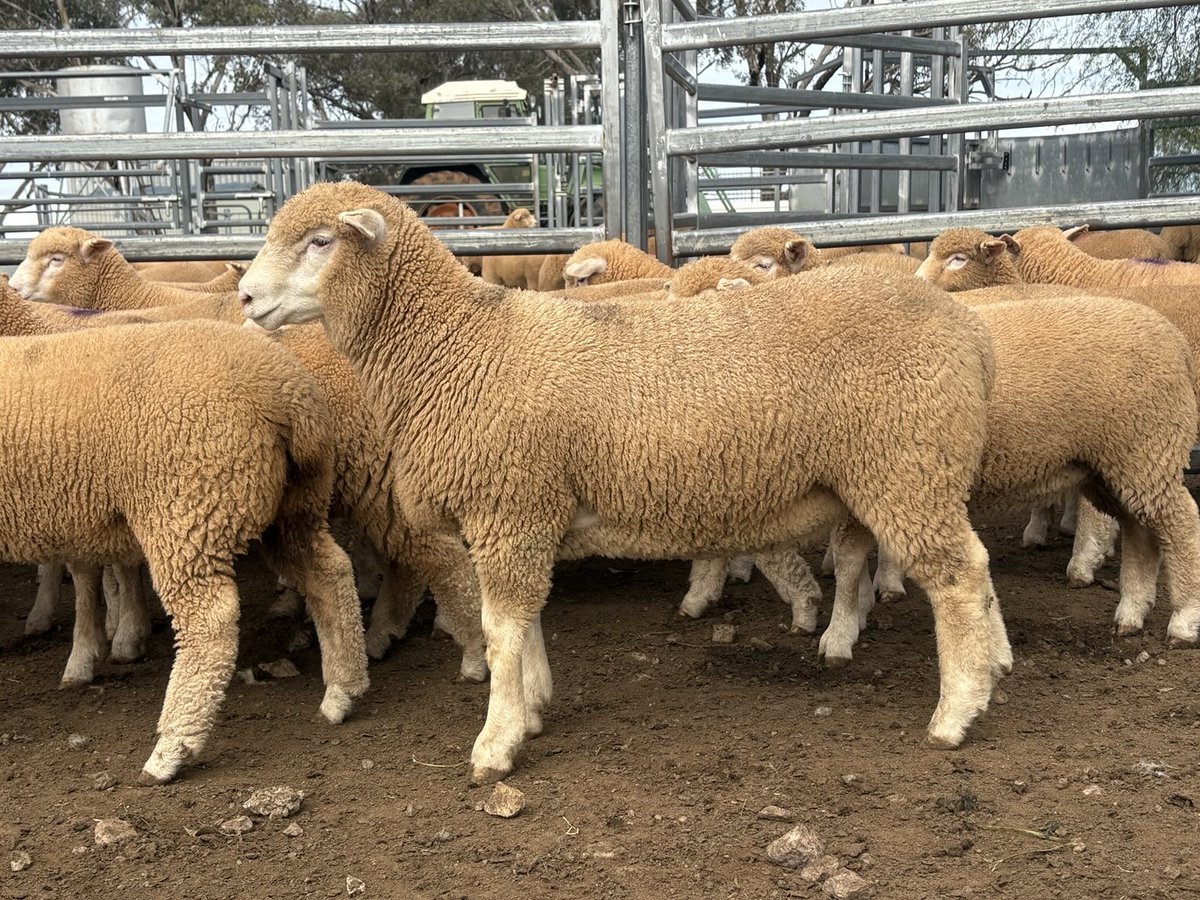 We are at Henty Machinery Field Days this week you’ll find us opposite the Eastern Entrance.
Drop in for a chat and take a look at KD 230196 our sire in the Bowan Park Research Flock. His heaviest lamb is 76.8kg at 19 weeks. Processing this week and looking forward to  results.